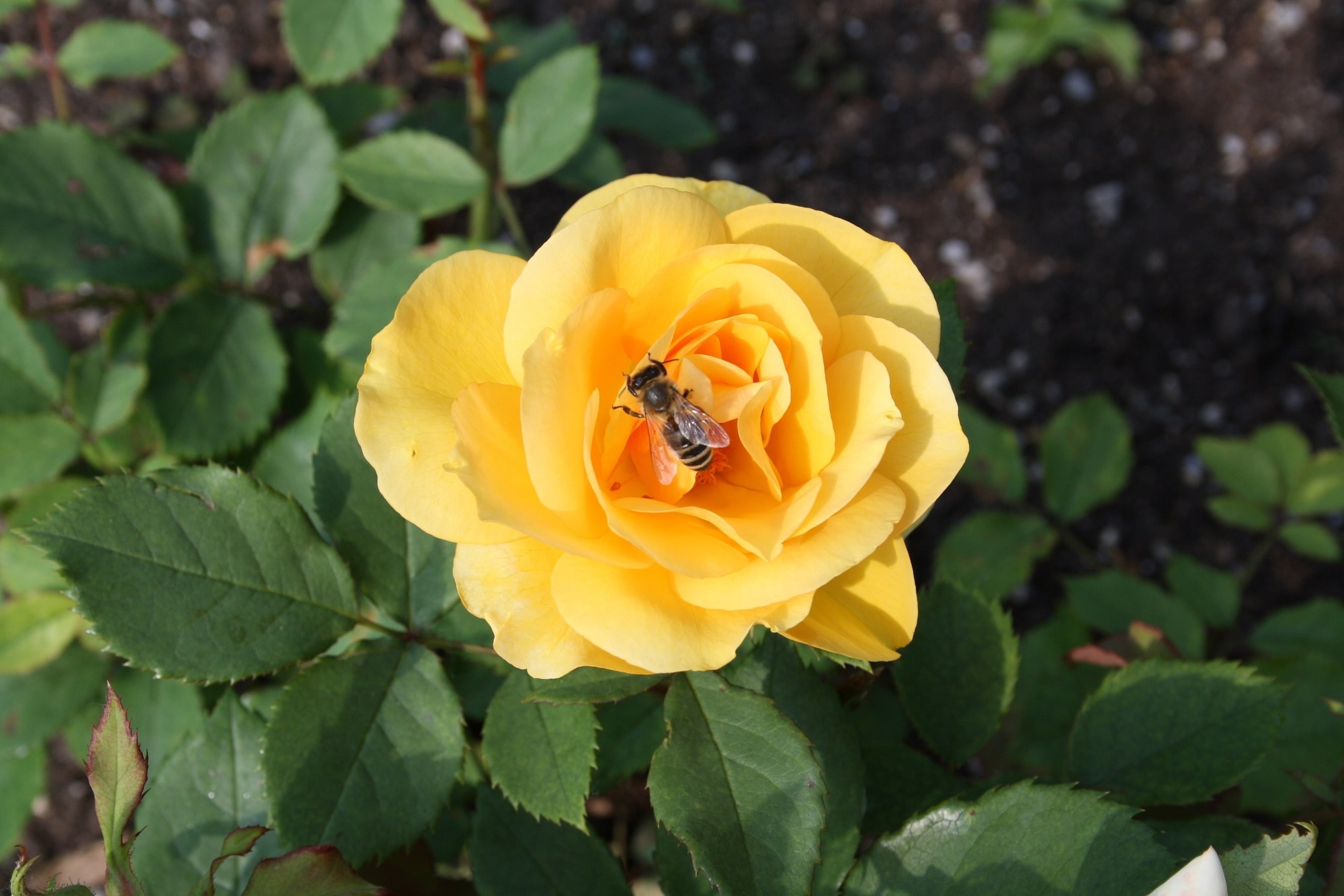 Blossom, Bloom, Honey Bee, Yellow Rose, flower, petal