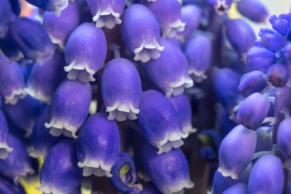 Muscari, Grape Hyacinth, Bloom, Blossom, purple, blue preview