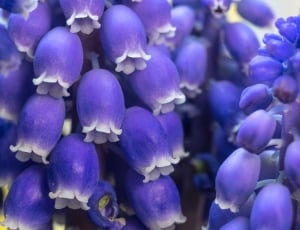 Muscari, Grape Hyacinth, Bloom, Blossom, purple, blue thumbnail
