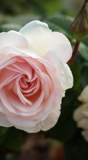 Rose, Pink, Blossom, Bloom, Bloom, flower, petal thumbnail