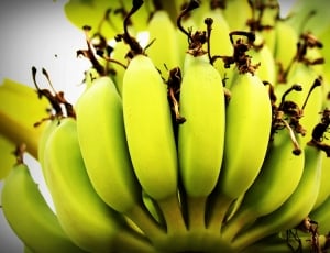 unripe bananas thumbnail