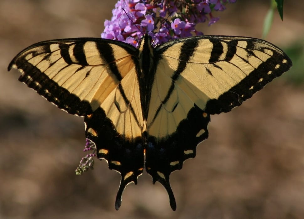 selective focus photography of yellow and black butterfly preview