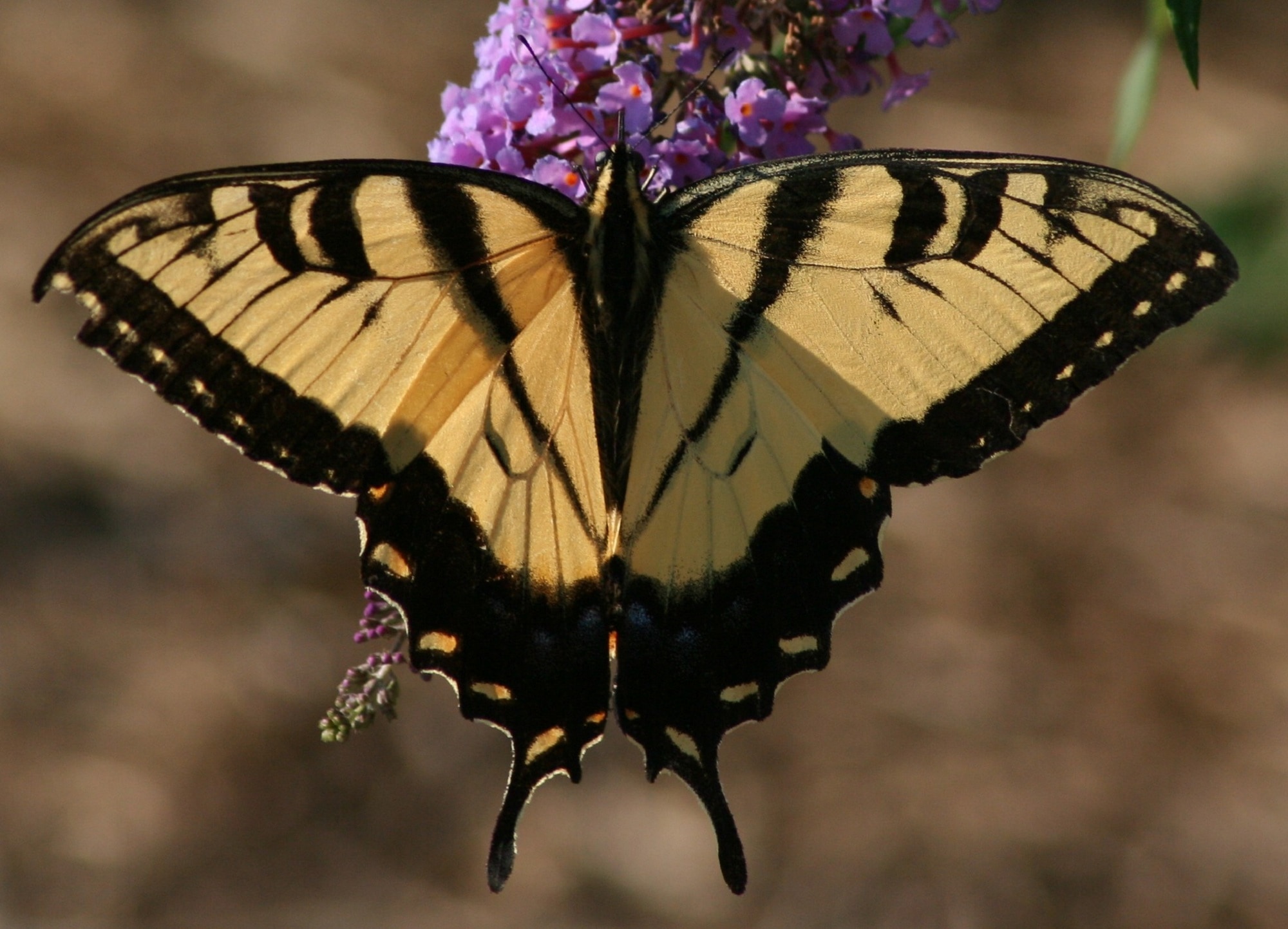 selective focus photography of yellow and black butterfly