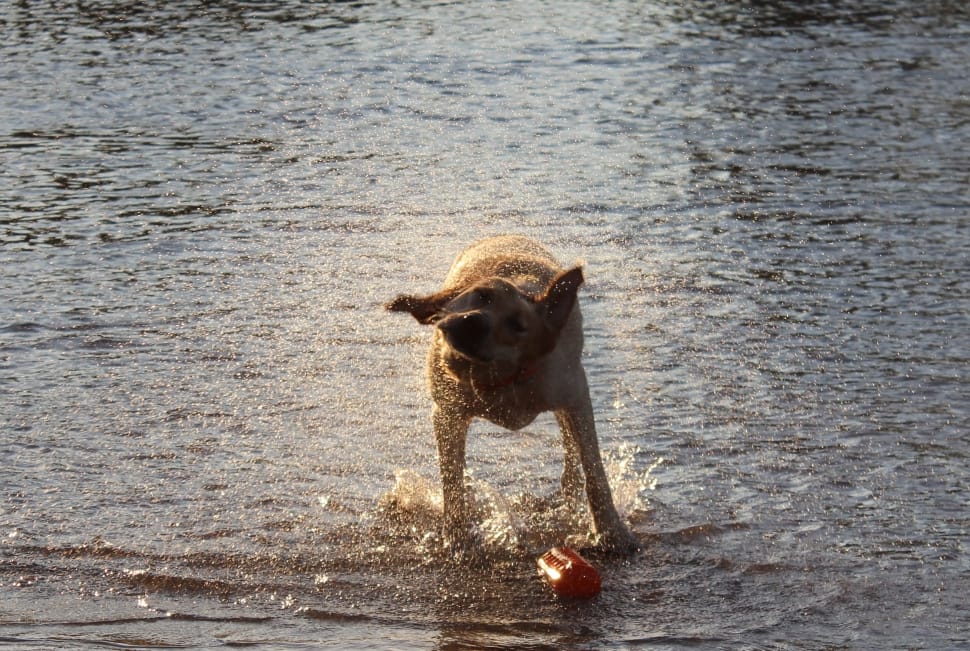 Labradore, Water, Dog, Swimming, dog, one animal preview