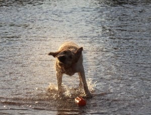 Labradore, Water, Dog, Swimming, dog, one animal thumbnail