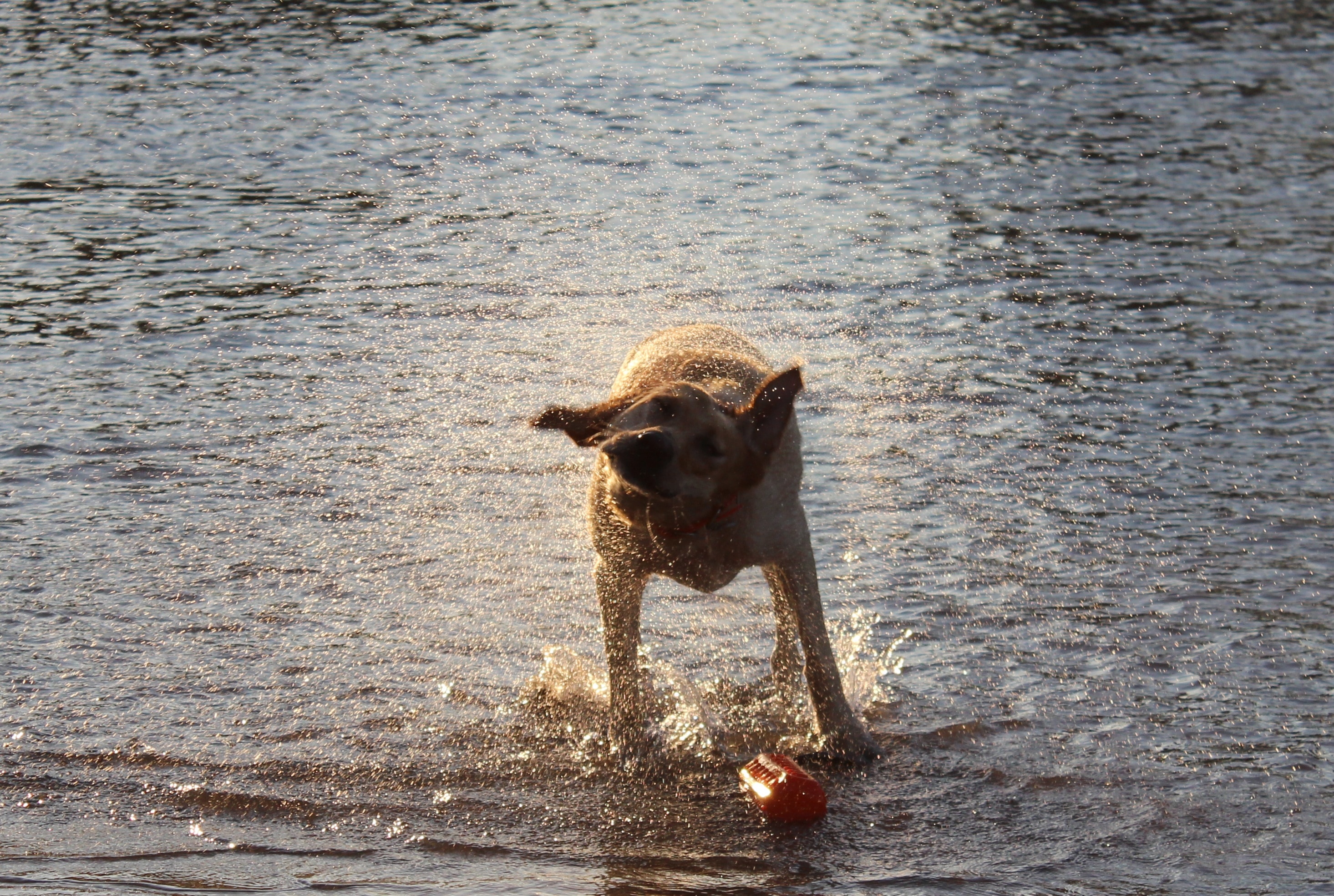 Labradore, Water, Dog, Swimming, dog, one animal