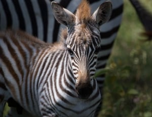 photo of zebra on green grass thumbnail