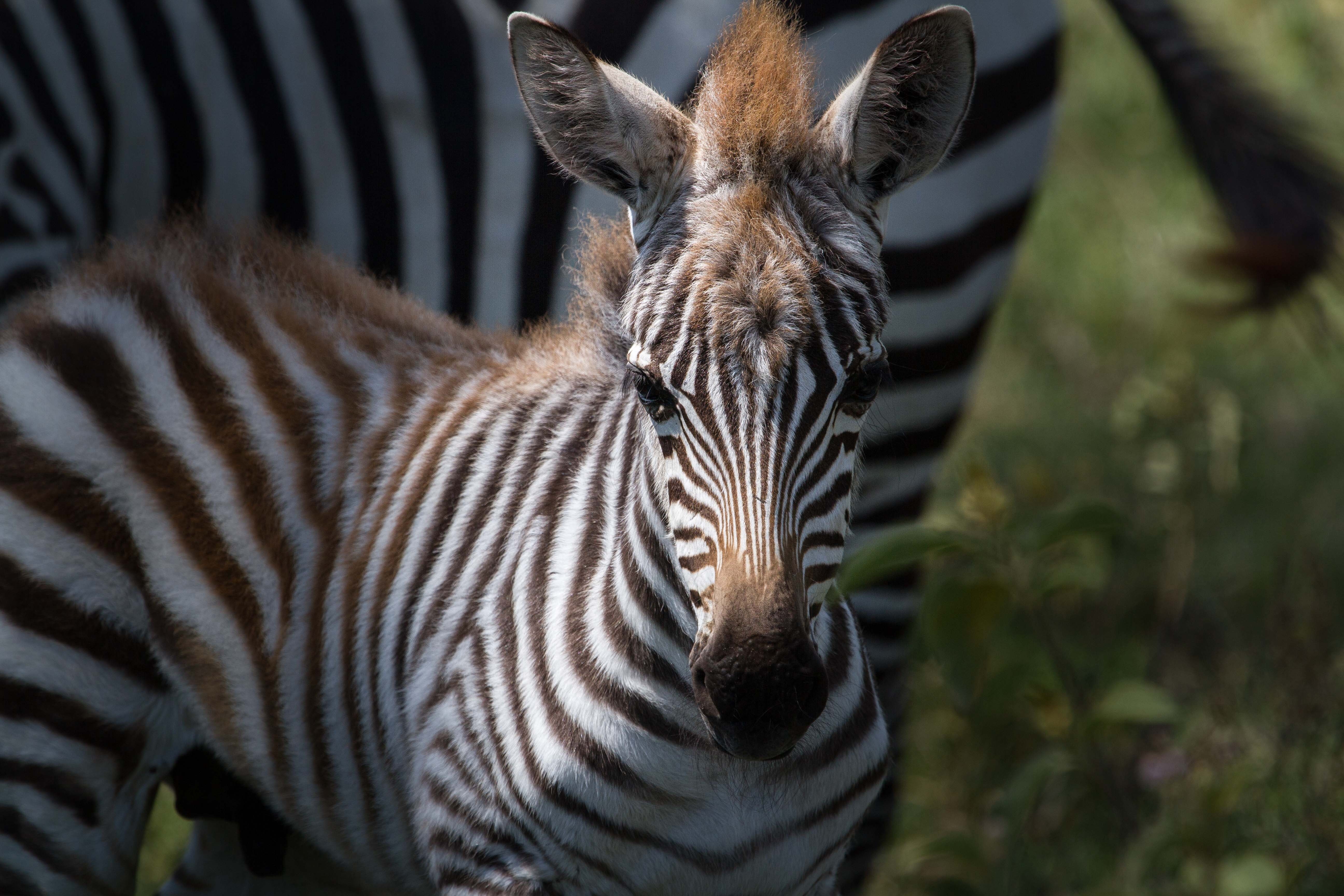 photo of zebra on green grass