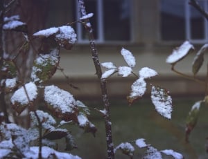 shallow focus photography of green leaved plant with snow during daytime thumbnail