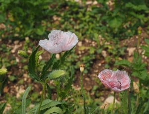 white and pink petaled flowers thumbnail