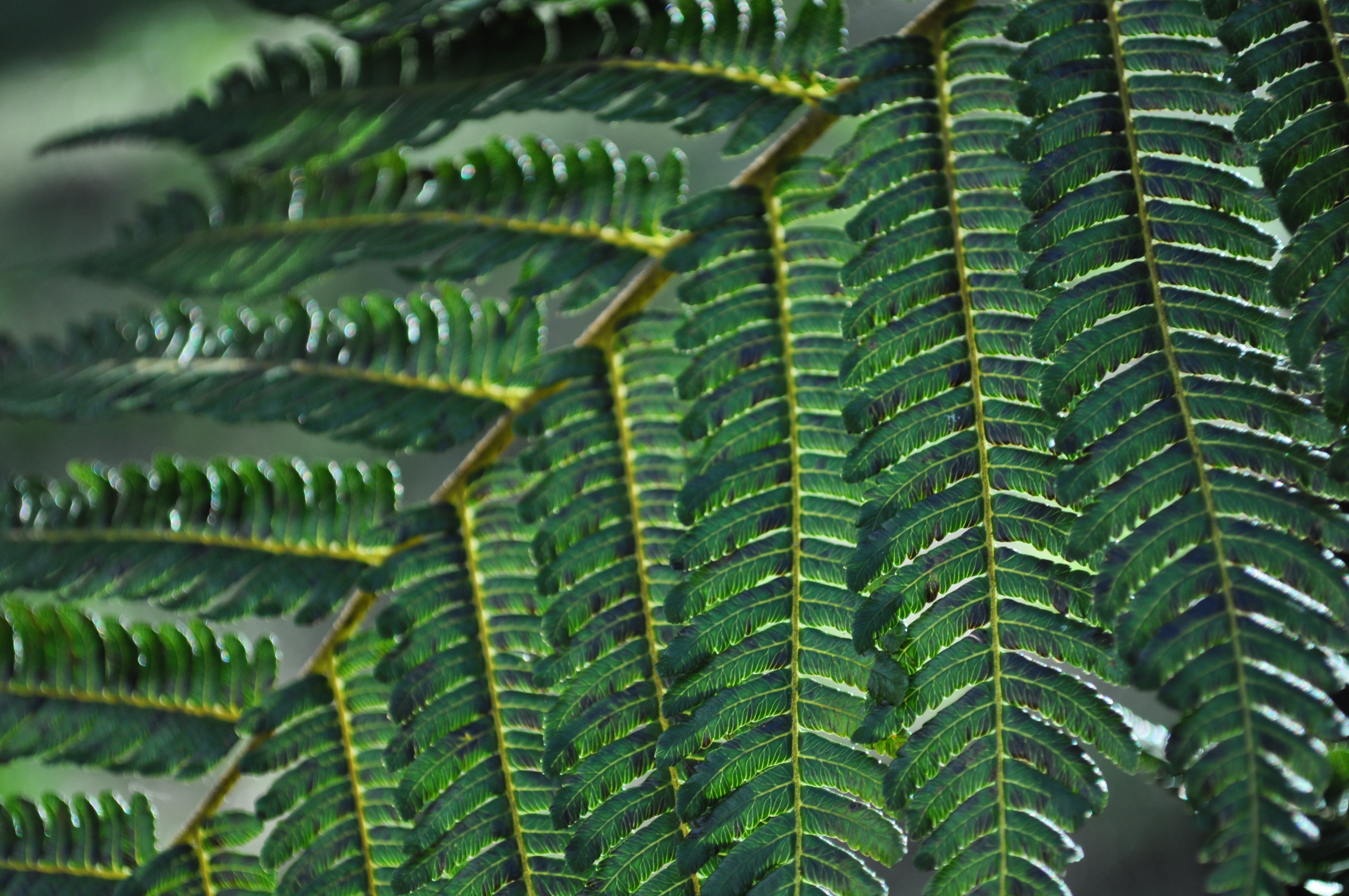 green leaf plant