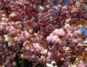 cherry blossoms thumbnail