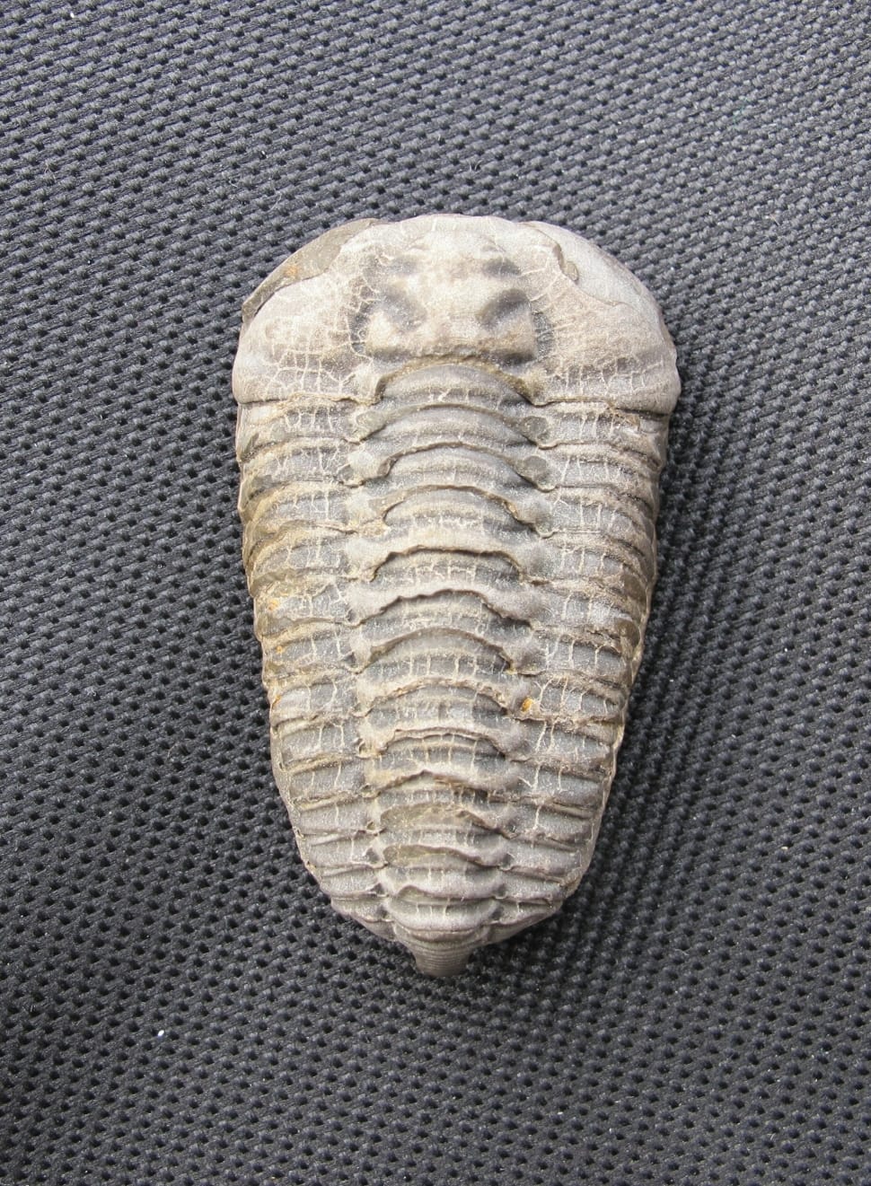 Colpocoryphe Bohemica, Fossil, Trilobite, animal shell, fossil preview