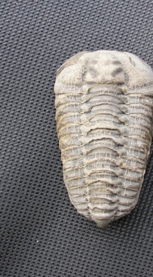 Colpocoryphe Bohemica, Fossil, Trilobite, animal shell, fossil thumbnail