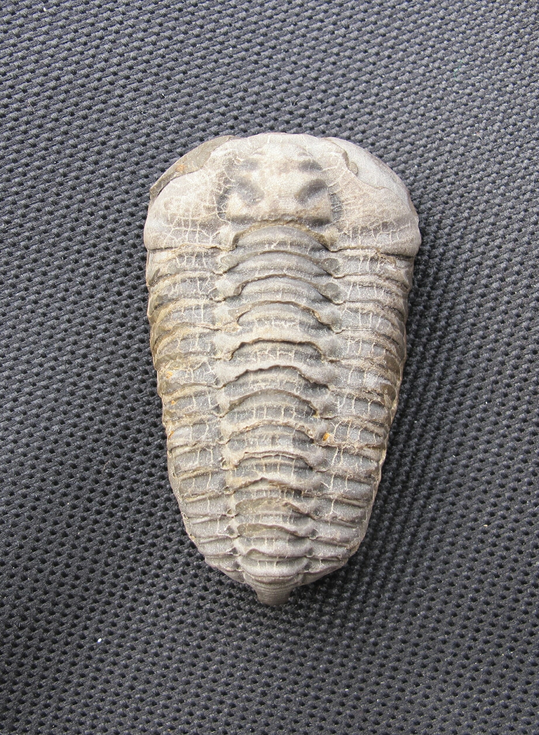 Colpocoryphe Bohemica, Fossil, Trilobite, animal shell, fossil