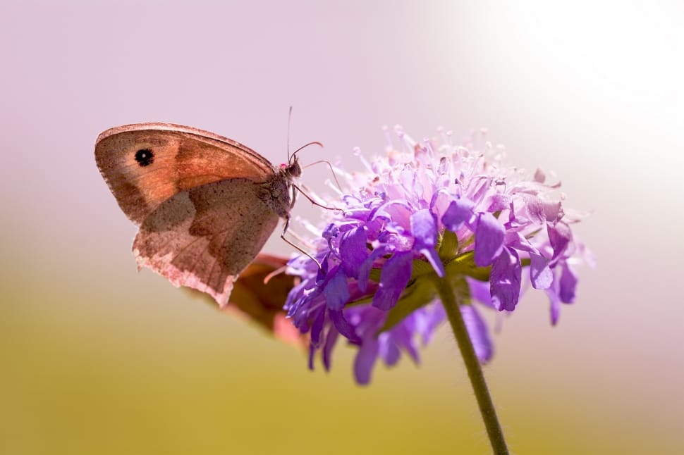 brown butterfly and purple petaled flower preview