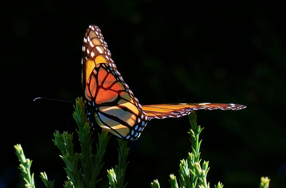 Monarch Butterfly preview