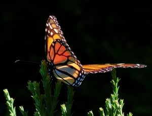 Monarch Butterfly thumbnail