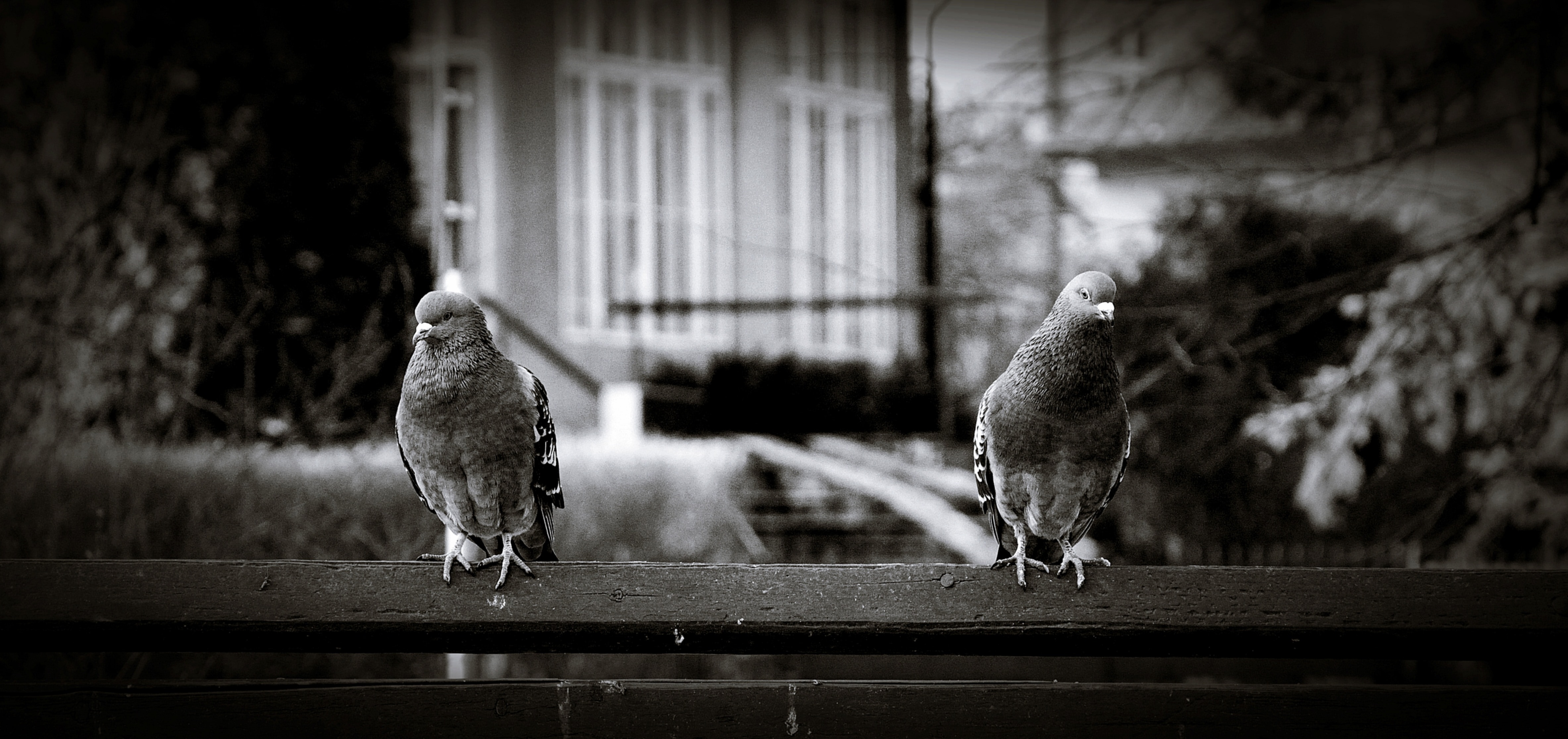 2 rock pigeons