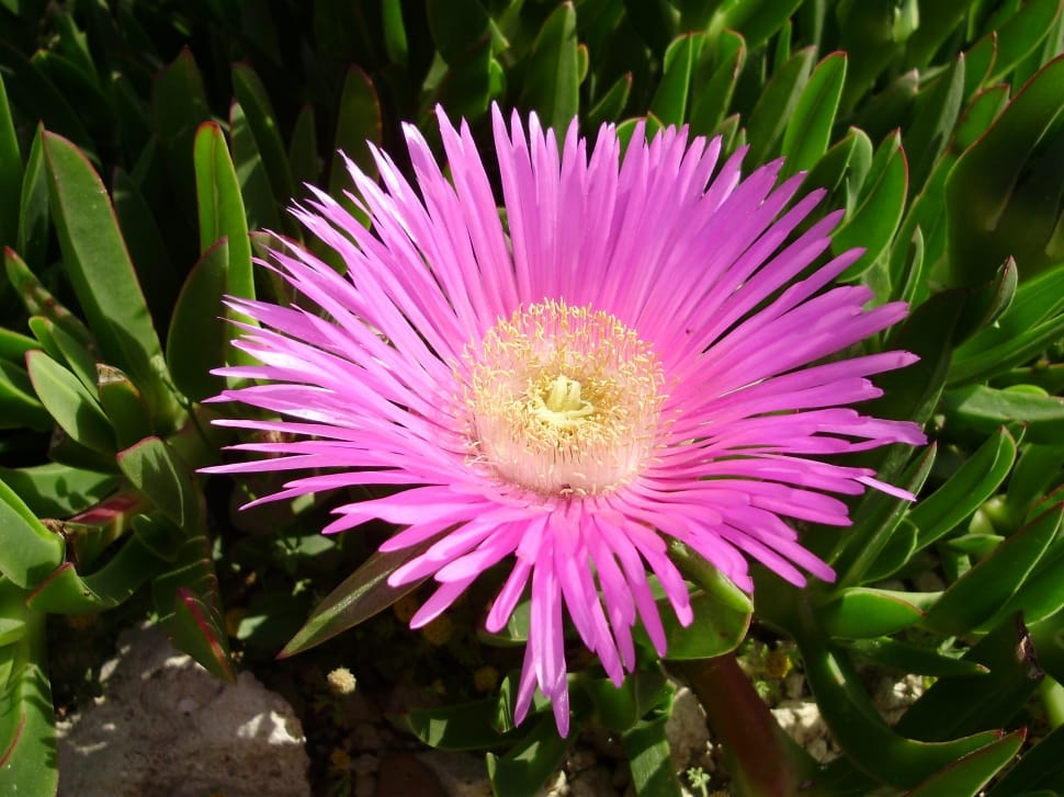 pink petaled flower plant preview