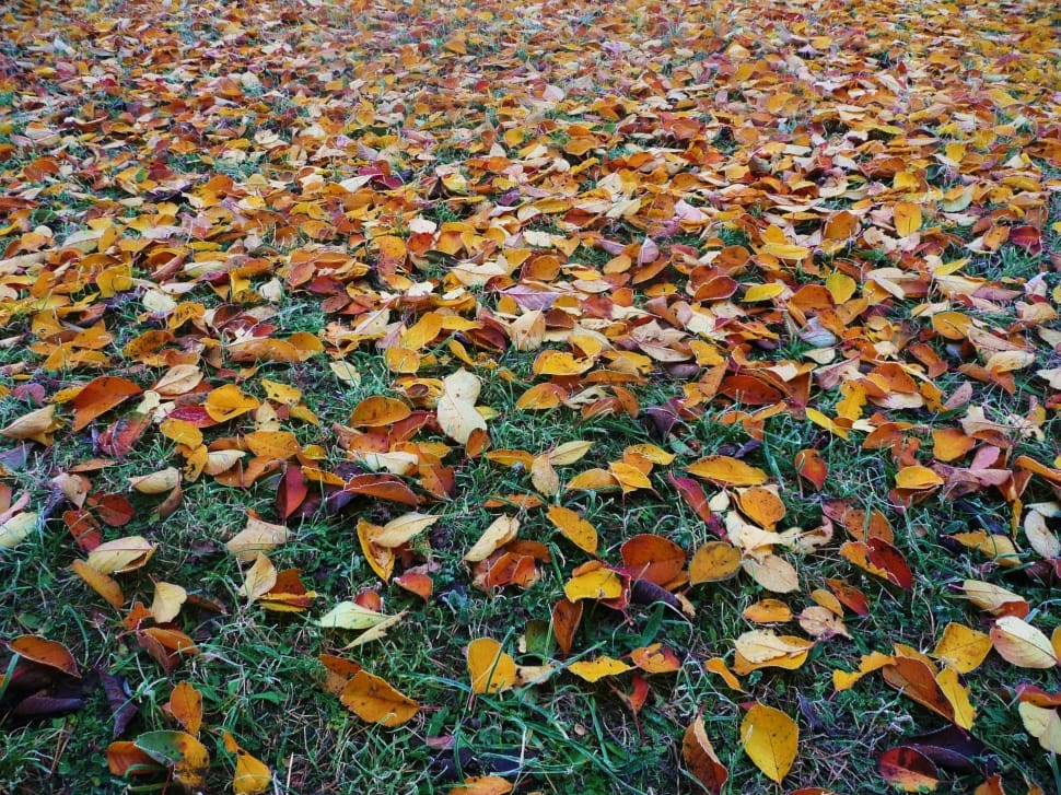 leaves on the ground preview