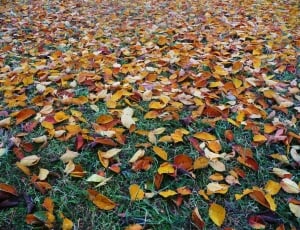leaves on the ground thumbnail