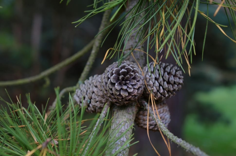 closeup photograph of pinecone preview