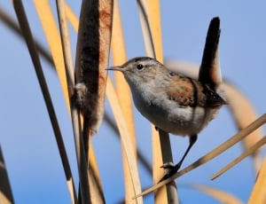 gray and brown Wren perched in flower during daytime thumbnail