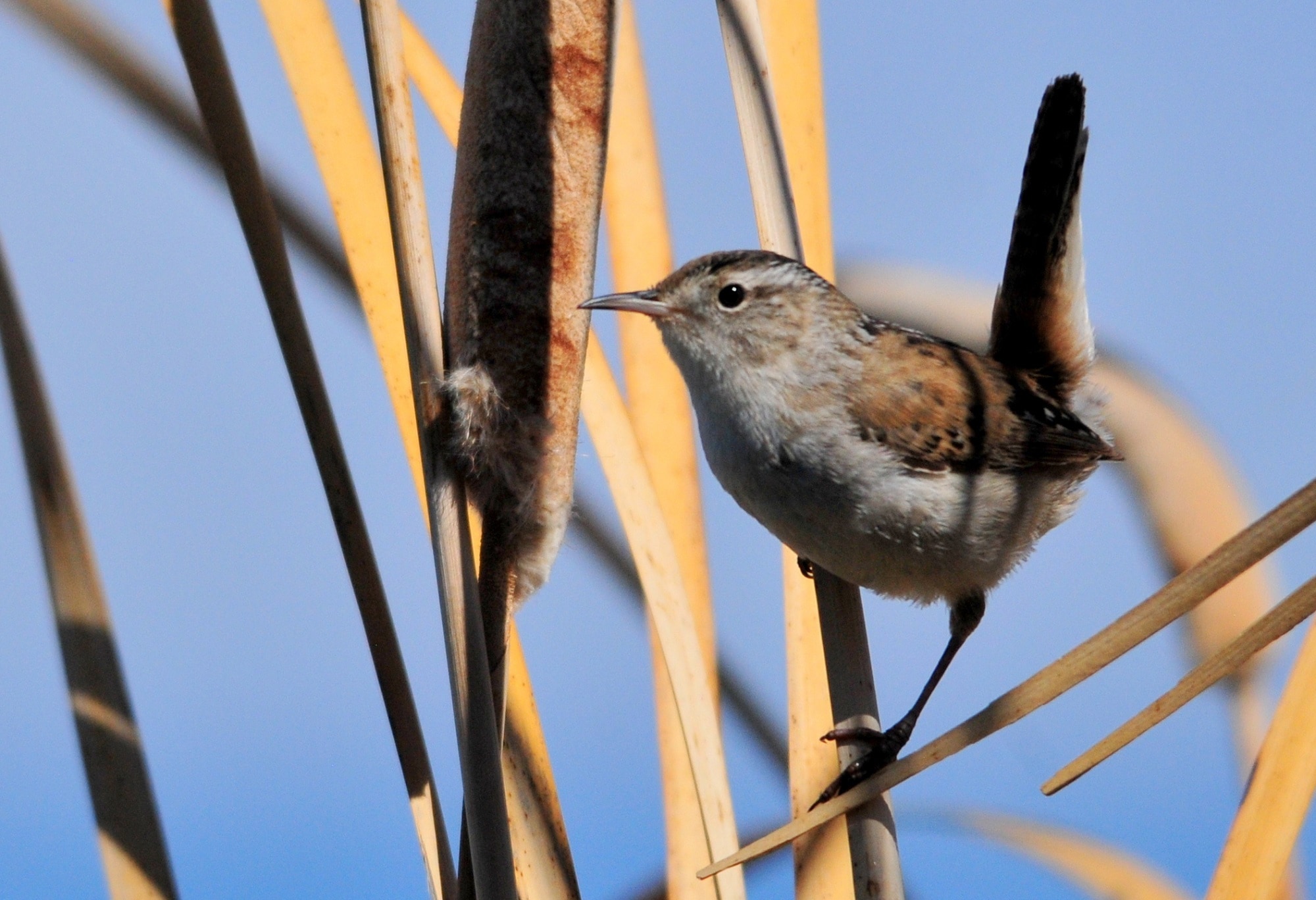 gray and brown Wren perched in flower during daytime