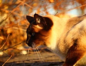 Autumn, Cat, Siamese Cat, one animal, animal themes thumbnail