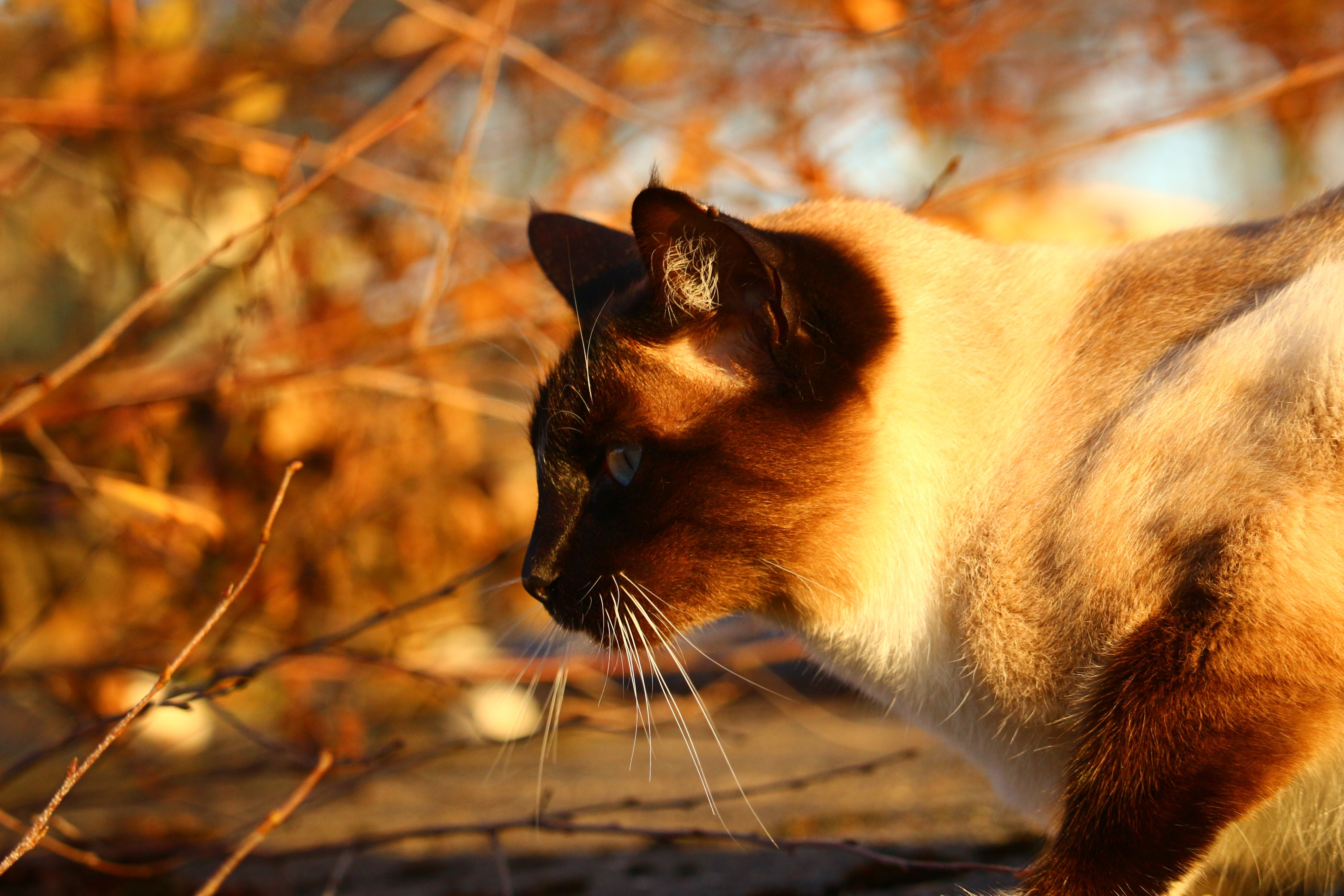 Autumn, Cat, Siamese Cat, one animal, animal themes
