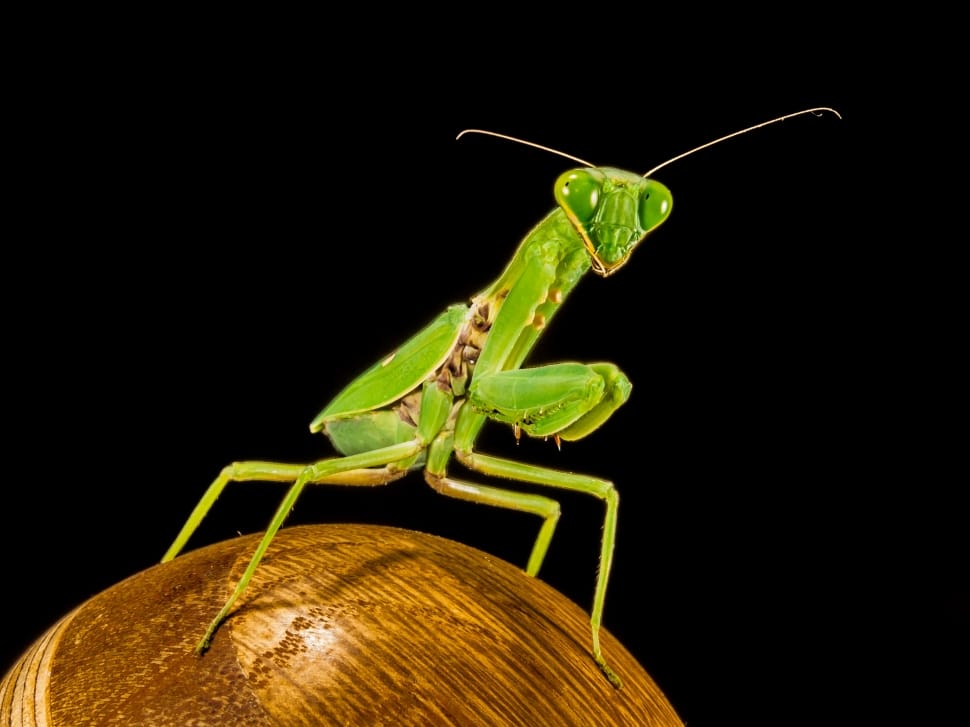 green Praying Mantis preview