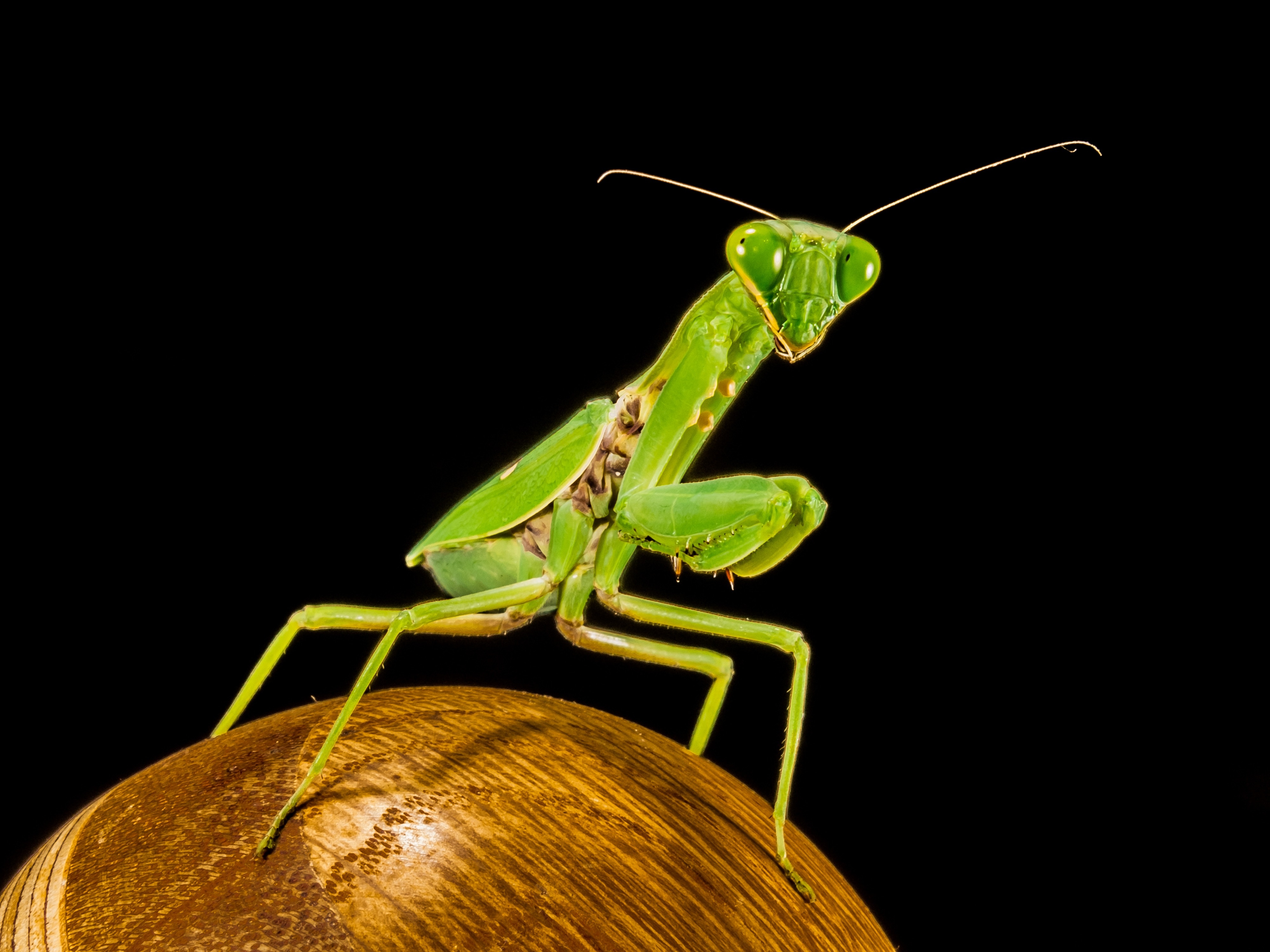 green Praying Mantis