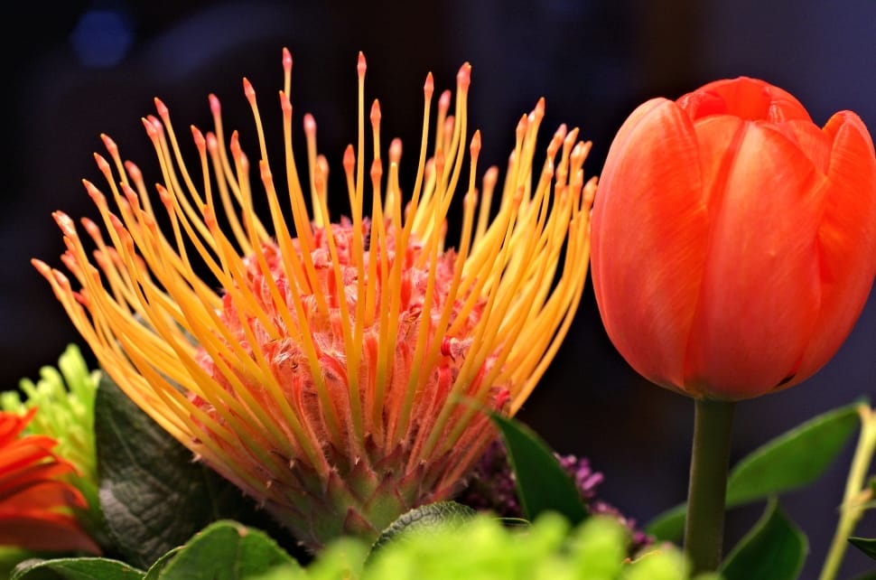 orange tulip flower with yellow red pincushion flower preview