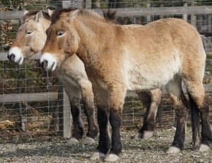 2 brown foals thumbnail