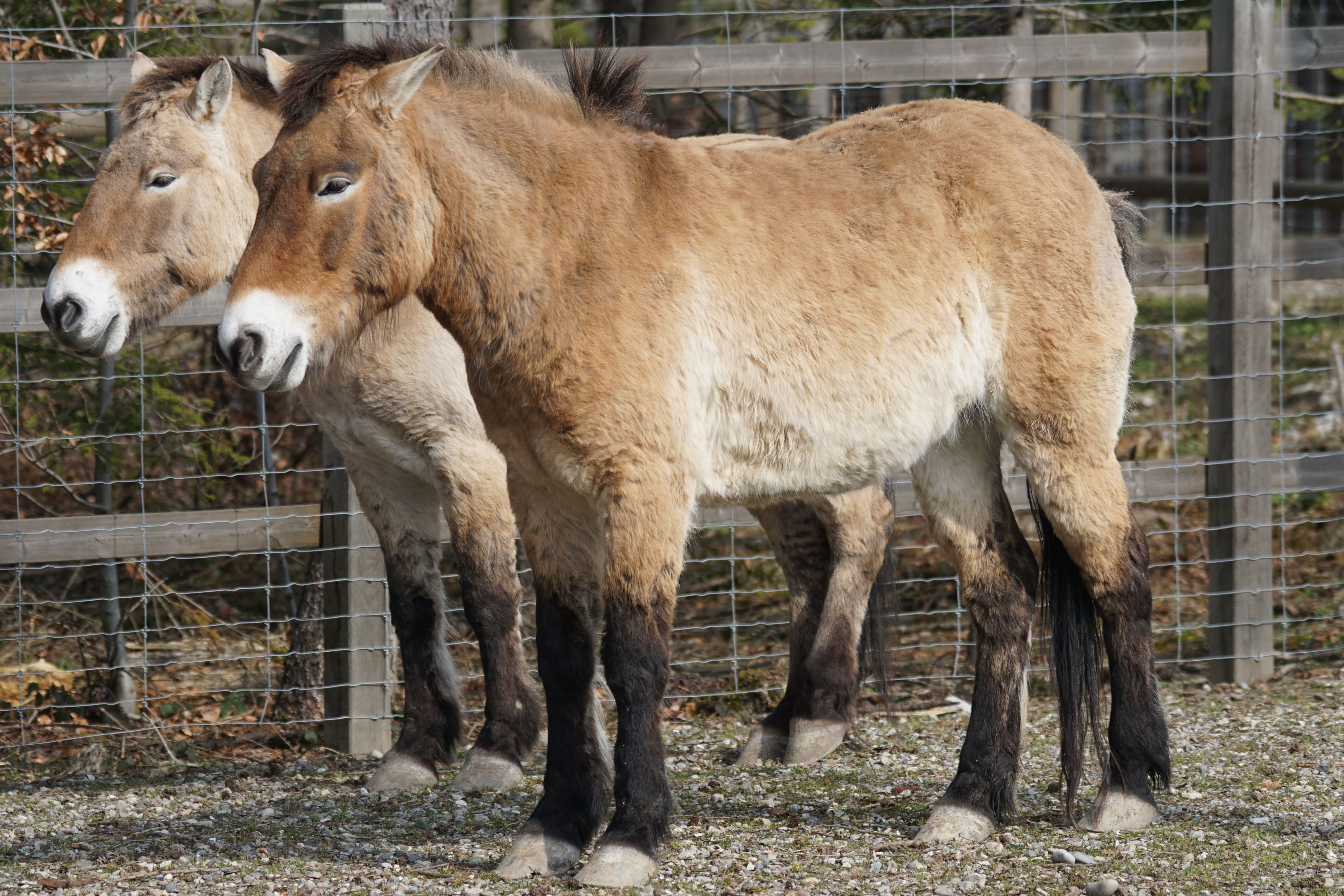 2 brown foals