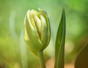 Flower, Closed, Tulip, Spring Flower, growth, green color thumbnail