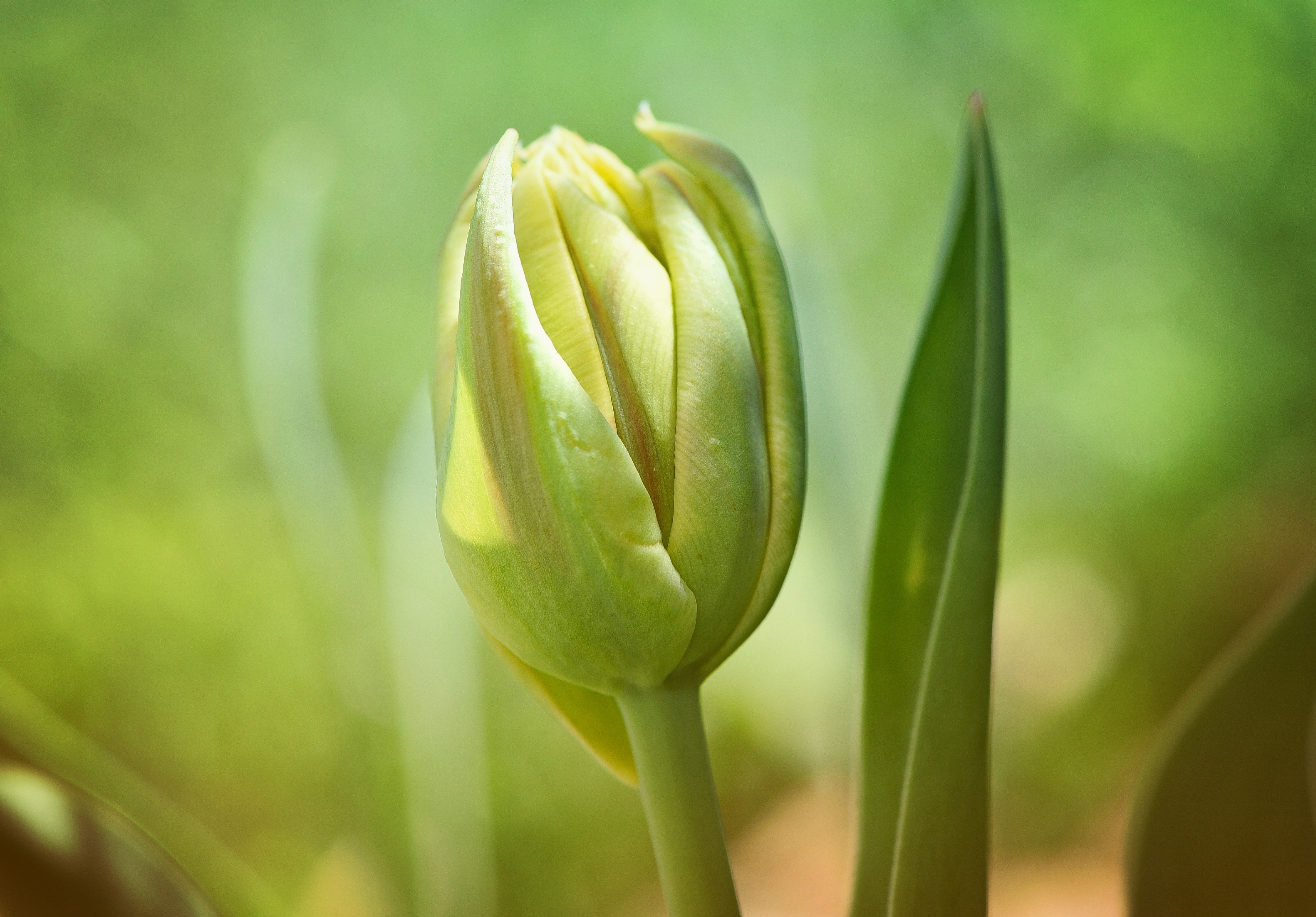 Flower, Closed, Tulip, Spring Flower, growth, green color