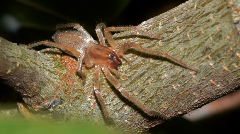 brown wolf spider preview