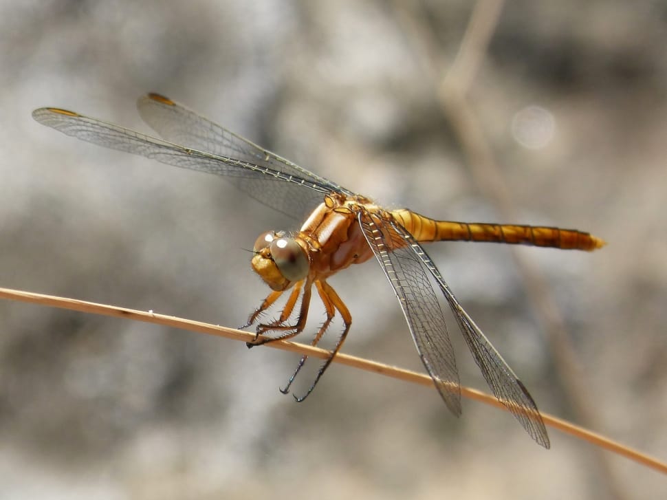 Detail, Golden Dragonfly, Stem, insect, one animal preview