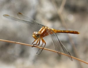 Detail, Golden Dragonfly, Stem, insect, one animal thumbnail