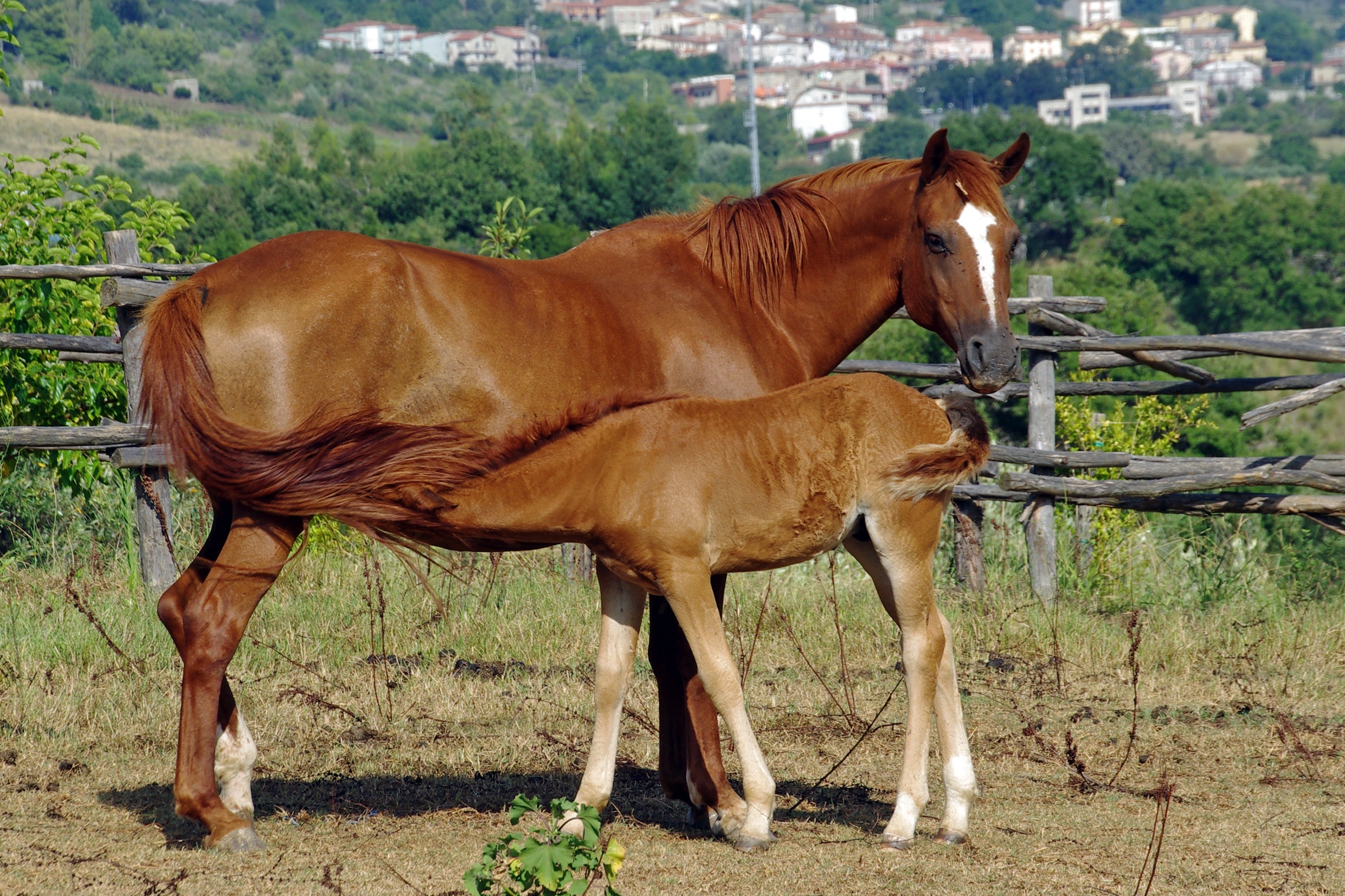 2 brown horse