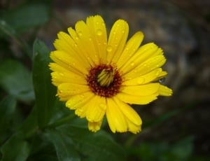 Flower, Beauty, Fresh, Rain, Drops, flower, yellow thumbnail