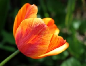 Flower, Yellow, Tulip, Petal, Spring, flower, petal thumbnail