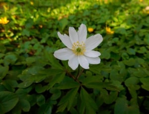 white flower petal thumbnail