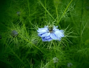 Nature, Detail, Macro, Blue Flower, flower, growth thumbnail