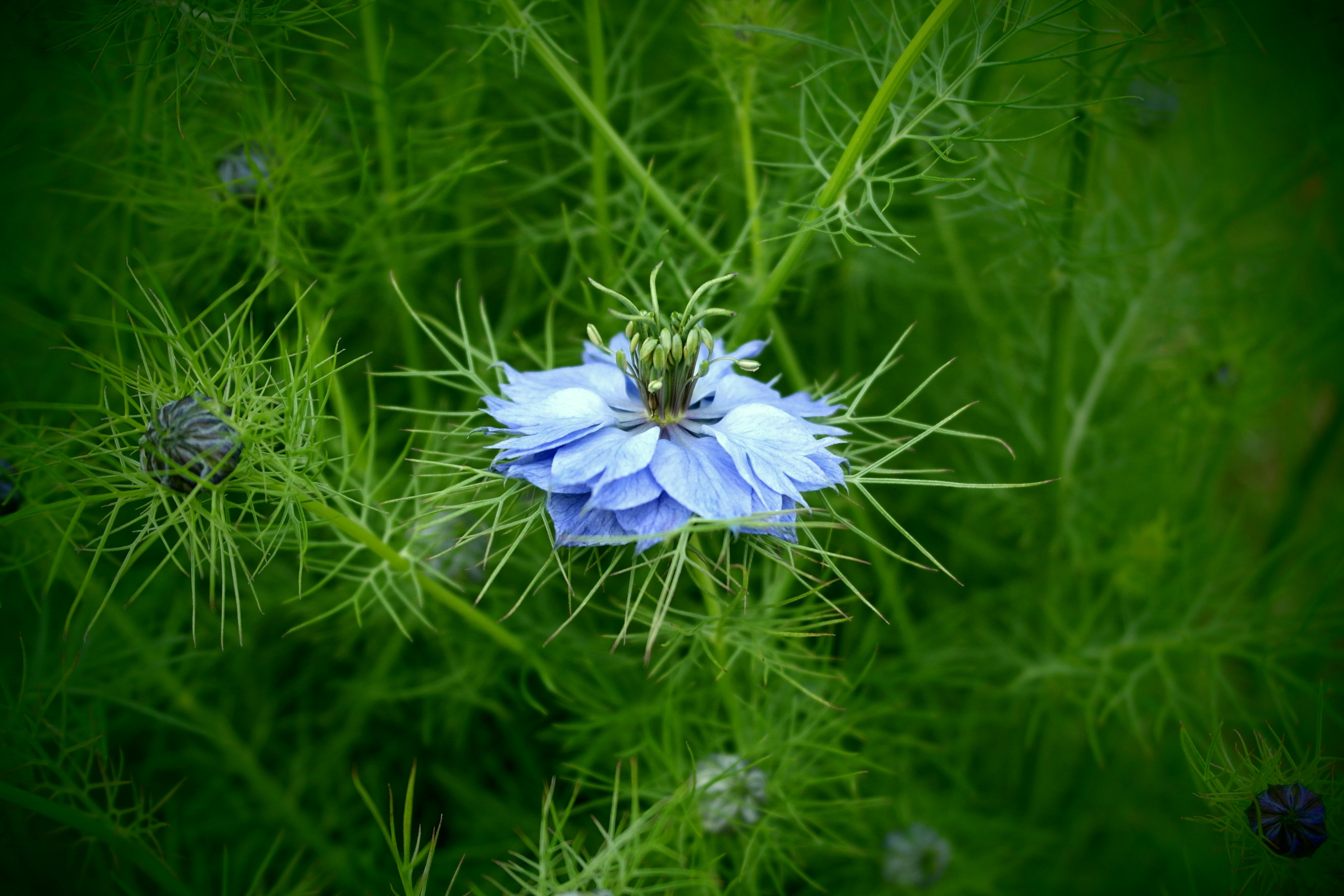 Nature, Detail, Macro, Blue Flower, flower, growth