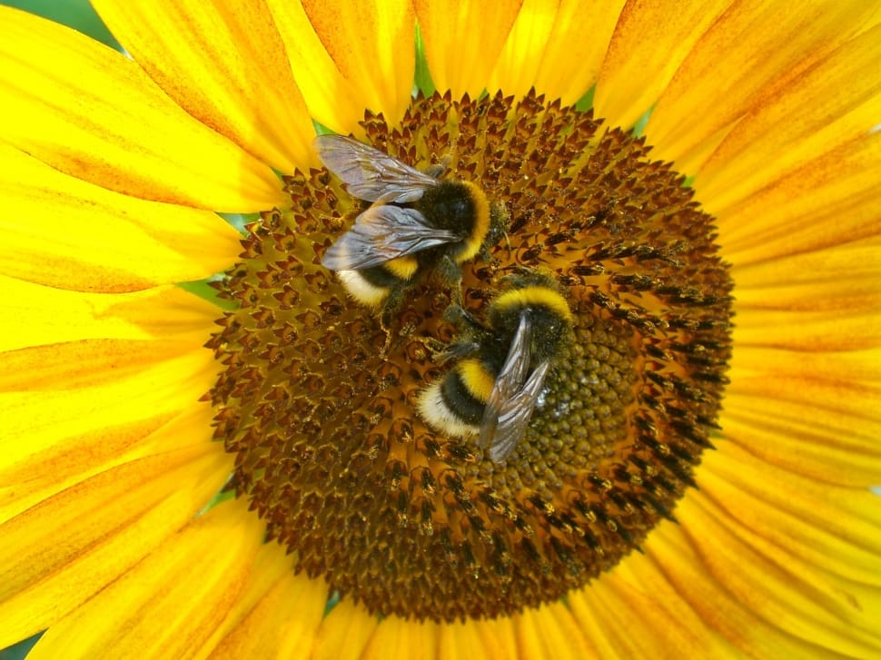 2 honeybees preview