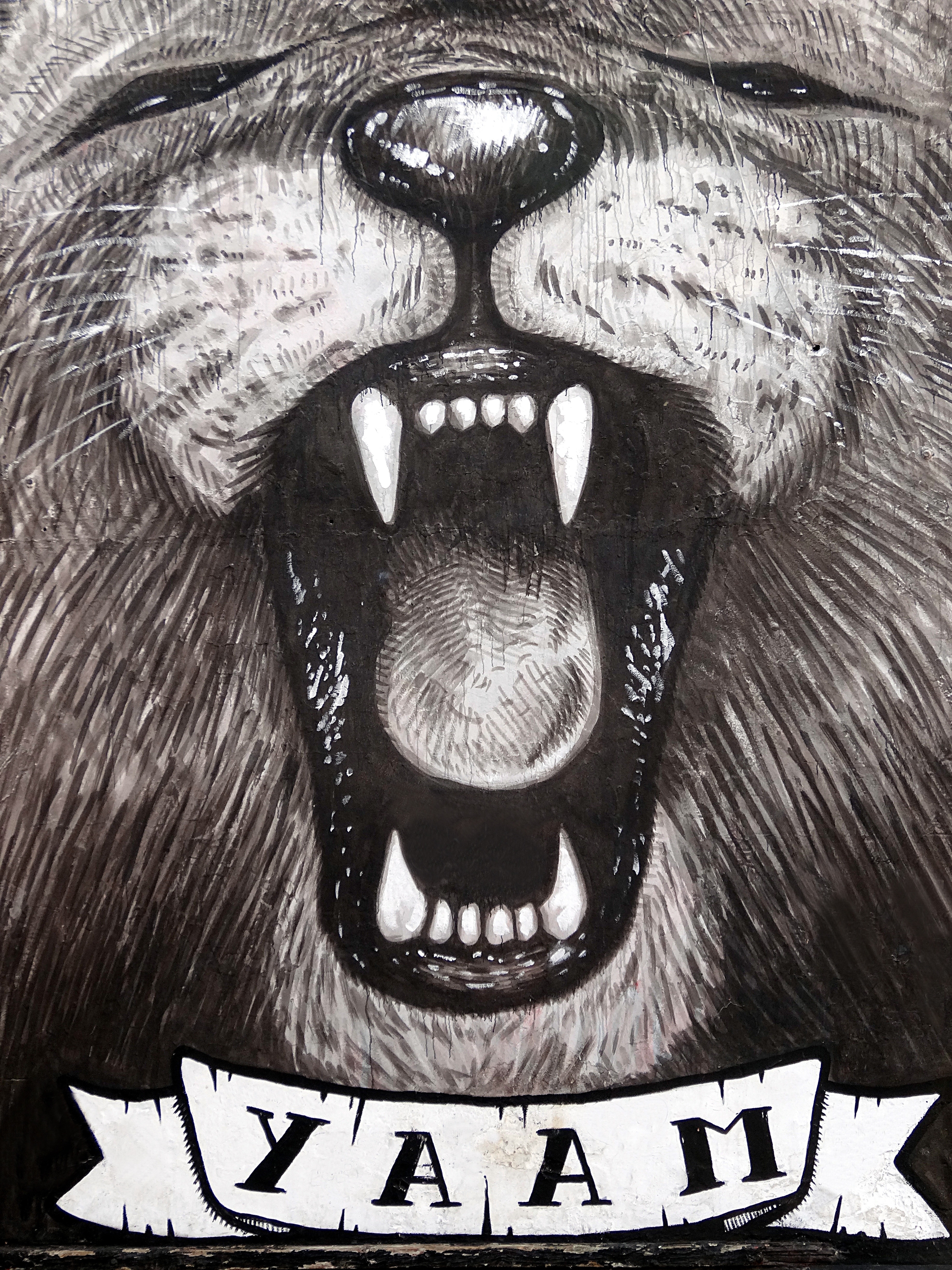 yaam lion roaring illustration