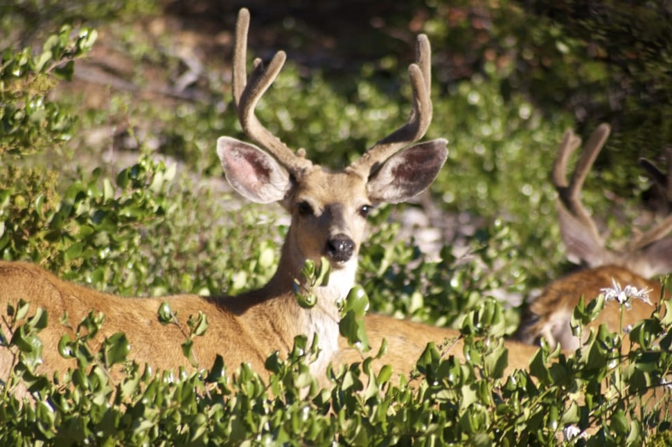 Bucks, Mammal, Stag, Wildlife, Deer, deer, animal wildlife preview